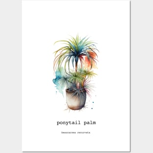 Ponytail Palm, Mexican Plant Posters and Art